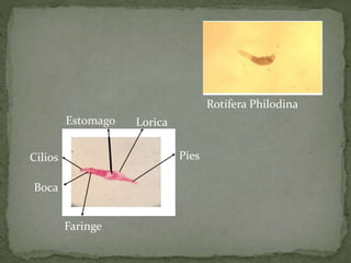 Estomago Lorica
Pies
Faringe
Boca
Cilios
Rotífera Philodina
 
