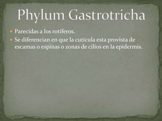  Parecidas a los rotíferos.
 Se diferencian en que la cutícula esta provista de
escamas o espinas o zonas de cilios en la epidermis.
 