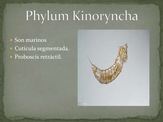  Son marinos
 Cutícula segmentada.
 Proboscis retráctil.
 