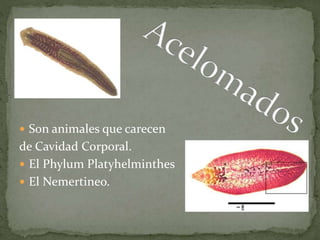  Son animales que carecen
de Cavidad Corporal.
 El Phylum Platyhelminthes
 El Nemertineo.
 