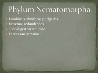  Lombrices cilíndricas y delgadas.
 Extremos redondeados.
 Tubo digestivo reducido.
 Larvas son parásitos.
 