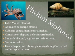  Latín Mollis (blando).
 Animales de cuerpo blando.
 Cubierto generalmente por Conchas.
 Constituyen al grupo de los invertebrados.
 Simetría bilateral, algunos son asimétricos.
 Son celomados.
 Formado por una cabeza, pie muscula, región visceral
cubierta por un manto.
 