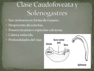  Son moluscos en forma de Gusano.
 Desprovisto de conchas.
 Poseen escamas o espículas calcáreas.
 Cabeza reducida.
 Profundidades del mar.
 