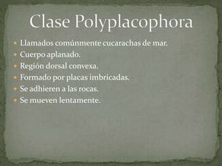  Llamados comúnmente cucarachas de mar.
 Cuerpo aplanado.
 Región dorsal convexa.
 Formado por placas imbricadas.
 Se adhieren a las rocas.
 Se mueven lentamente.
 