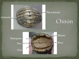 cinturón
Placa dorsal
Branquias
Pies
Ano
Boca
Manto
 