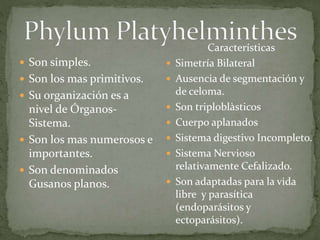  Son simples.
 Son los mas primitivos.
 Su organización es a
nivel de Órganos-
Sistema.
 Son los mas numerosos e
importantes.
 Son denominados
Gusanos planos.
Características
 Simetría Bilateral
 Ausencia de segmentación y
de celoma.
 Son triploblàsticos
 Cuerpo aplanados
 Sistema digestivo Incompleto.
 Sistema Nervioso
relativamente Cefalizado.
 Son adaptadas para la vida
libre y parasítica
(endoparásitos y
ectoparásitos).
 