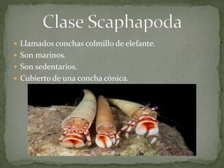  Llamados conchas colmillo de elefante.
 Son marinos.
 Son sedentarios.
 Cubierto de una concha cónica.
 