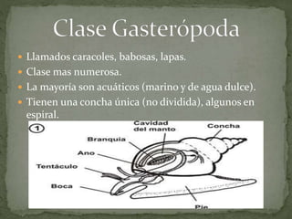  Llamados caracoles, babosas, lapas.
 Clase mas numerosa.
 La mayoría son acuáticos (marino y de agua dulce).
 Tienen una concha única (no dividida), algunos en
espiral.
 