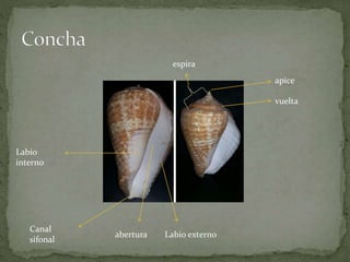 espira
apice
vuelta
Labio
interno
Canal
sifonal
abertura Labio externo
 