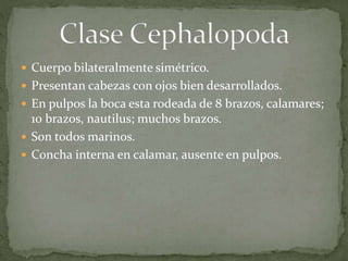  Cuerpo bilateralmente simétrico.
 Presentan cabezas con ojos bien desarrollados.
 En pulpos la boca esta rodeada de 8 brazos, calamares;
10 brazos, nautilus; muchos brazos.
 Son todos marinos.
 Concha interna en calamar, ausente en pulpos.
 