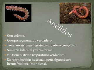  Con celoma.
 Cuerpo segmentado verdadero.
 Tiene un sistema digestivo verdadero completo.
 Simetría bilateral y vermiforme.
 No tiene sistema respiratorio verdadero.
 Su reproducción es sexual, pero algunas son
hermafroditas. (monoicas).
 
