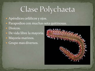 Apéndices cefálicos y ojos.
 Parapodios con muchas seta quitinosas.
 Dioicos.
 De vida libre la mayoría.
 Mayoría marinos.
 Grupo mas diversos.
 