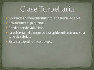  Aplanados dorsoventralmente, con forma de hoja.
 Relativamente pequeños.
 Pueden ser de vida libre.
 La cubierta del cuerpo es una epidermis con una sola
capa de células.
 Sistema digestivo incompleto.
 