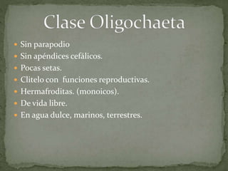  Sin parapodio
 Sin apéndices cefálicos.
 Pocas setas.
 Clitelo con funciones reproductivas.
 Hermafroditas. (monoicos).
 De vida libre.
 En agua dulce, marinos, terrestres.
 