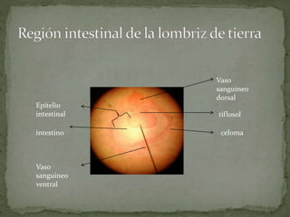 Vaso
sanguineo
dorsal
tiflosol
celoma
Epitelio
intestinal
intestino
Vaso
sanguineo
ventral
 