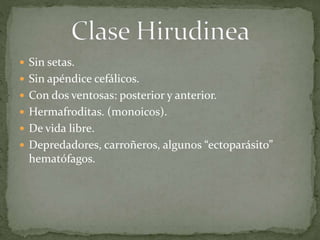  Sin setas.
 Sin apéndice cefálicos.
 Con dos ventosas: posterior y anterior.
 Hermafroditas. (monoicos).
 De vida libre.
 Depredadores, carroñeros, algunos “ectoparásito”
hematófagos.
 