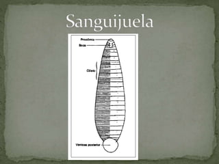 Zoologia  (acelomados, pseudocelomados,....)