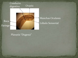 Conducto
digestivo Ovario
Manchas Oculares
Lóbulo Sensorial
Boca
Faringe
Planaria “Dugesia”
 