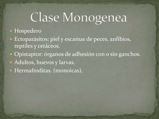  Hospedero
 Ectoparásitos: piel y escamas de peces, anfibios,
reptiles y cetáceos.
 Opistaptor: órganos de adhesión con o sin ganchos.
 Adultos, huevos y larvas.
 Hermafroditas. (monoicas).
 