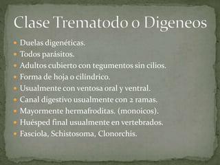  Duelas digenéticas.
 Todos parásitos.
 Adultos cubierto con tegumentos sin cilios.
 Forma de hoja o cilíndrico.
 Usualmente con ventosa oral y ventral.
 Canal digestivo usualmente con 2 ramas.
 Mayormente hermafroditas. (monoicos).
 Huésped final usualmente en vertebrados.
 Fasciola, Schistosoma, Clonorchis.
 