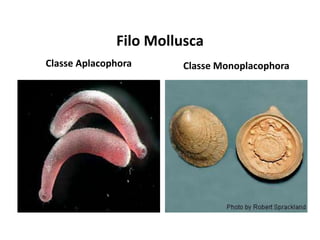 Filo Mollusca
Classe Aplacophora Classe Monoplacophora
 