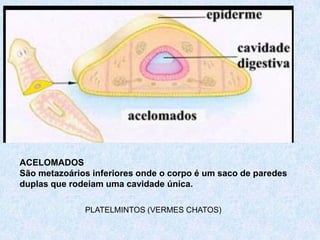 ACELOMADOS
São metazoários inferiores onde o corpo é um saco de paredes
duplas que rodeiam uma cavidade única.

              PLATELMINTOS (VERMES CHATOS)
 