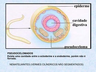 PSEUDOCELOMADOS
Existe uma cavidade entre a ectoderme e a endoderme, porém não é
forrada.

 NEMATELMINTES (VERMES CILÍNDRICOS NÃO SEGMENTADOS)
 