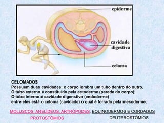 CELOMADOS
Possuem duas cavidades; o corpo lembra um tubo dentro do outro.
O tubo externo é constituído pela ectoderme (parede do corpo);
O tubo interno é cavidade digenstiva (endoderme)
entre eles está o celoma (cavidade) o qual é forrado pela mesoderme.

MOLUSCOS, ANELÍDEOS, ARTRÓPODES, EQUINODERMOS E CORDADOS
         PROTOSTÔMIOS                            DEUTEROSTÔMIOS
 