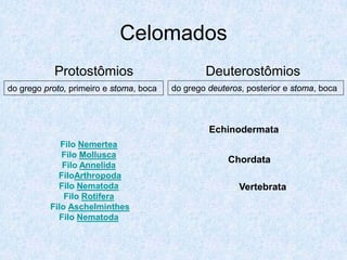Celomados
           Protostômios                          Deuterostômios
do grego proto, primeiro e stoma, boca   do grego deuteros, posterior e stoma, boca



                                                  Echinodermata
             Filo Nemertea
             Filo Mollusca
                                                       Chordata
             Filo Annelida
            FiloArthropoda
            Filo Nematoda                                 Vertebrata
              Filo Rotifera
          Filo Aschelminthes
            Filo Nematoda
 