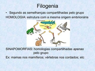 Filogenia
• Segundo as semelhanças compartilhadas pelo grupo
HOMOLOGIA: estrutura com a mesma origem embrionária




SINAPOMORFIAS: homologias compartilhadas apenas
                pelo grupo
Ex: mamas nos mamíferos; vértebras nos cordados; etc
 