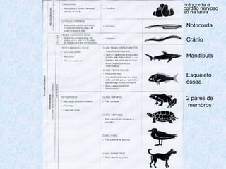 notocorda e
cordão nervoso
só na larva

 Notocorda

 Crânio

 Mandíbula


 Esqueleto
 ósseo

 2 pares de
 membros
 