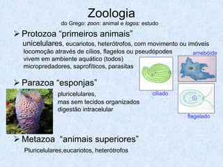 Zoologia
               do Grego: zoon: animal e logos: estudo

 Protozoa “primeiros animais”
  unicelulares, eucariotos, heterótrofos, com movimento ou imóveis
  locomoção através de cílios, flagelos ou pseudópodes        amebóide
  vivem em ambiente aquático (todos)
  micropredadores, saprofíticos, parasitas

 Parazoa “esponjas”
              pluricelulares,                     ciliado
              mas sem tecidos organizados
              digestão intracelular
                                                            flagelado



 Metazoa “animais superiores”
  Pluricelulares,eucariotos, heterótrofos
 