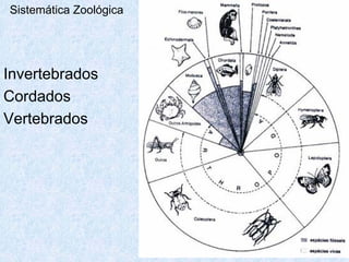 Sistemática Zoológica




Invertebrados
Cordados
Vertebrados
 