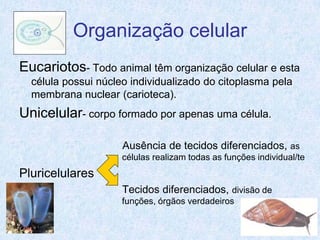 Organização celular
Eucariotos- Todo animal têm organização celular e esta
  célula possui núcleo individualizado do citoplasma pela
  membrana nuclear (carioteca).
Unicelular- corpo formado por apenas uma célula.

                     Ausência de tecidos diferenciados, as
                     células realizam todas as funções individual/te
Pluricelulares
                     Tecidos diferenciados, divisão de
                     funções, órgãos verdadeiros
 