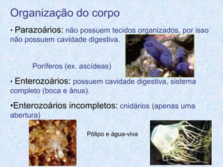 Organização do corpo
• Parazoários: não possuem tecidos organizados, por isso
não possuem cavidade digestiva.


      Poríferos (ex. ascídeas)

• Enterozoários: possuem cavidade digestiva, sistema
completo (boca e ânus).

•Enterozoários incompletos: cnidários (apenas uma
abertura)

                      Pólipo e água-viva
 