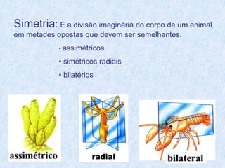 Simetria: É a divisão imaginária do corpo de um animal
em metades opostas que devem ser semelhantes.
            • assimétricos

            • simétricos radiais
            • bilatérios




                       radial
 