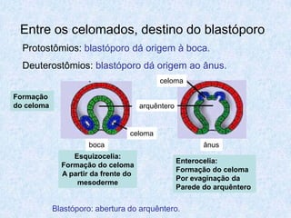 Entre os celomados, destino do blastóporo
  Protostômios: blastóporo dá origem à boca.
  Deuterostômios: blastóporo dá ori...
