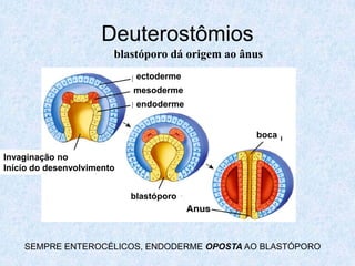 Deuterostômios
                        blastóporo dá origem ao ânus
                             ectoderme
               ...