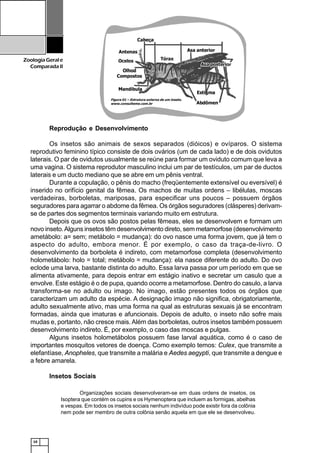 10
ZoologiaGerale
Comparada II
Reprodução e Desenvolvimento
Os insetos são animais de sexos separados (dióicos) e ovíparos. O sistema
reprodutivo feminino típico consiste de dois ovários (um de cada lado) e de dois ovidutos
laterais. O par de ovidutos usualmente se reúne para formar um oviduto comum que leva a
uma vagina. O sistema reprodutor masculino inclui um par de testículos, um par de ductos
laterais e um ducto mediano que se abre em um pênis ventral.
Durante a copulação, o pênis do macho (freqüentemente extensível ou eversível) é
inserido no orifício genital da fêmea. Os machos de muitas ordens – libélulas, moscas
verdadeiras, borboletas, mariposas, para especificar uns poucos – possuem órgãos
seguradores para agarrar o abdome da fêmea. Os órgãos seguradores (clásperes) derivam-
se de partes dos segmentos terminais variando muito em estrutura.
Depois que os ovos são postos pelas fêmeas, eles se desenvolvem e formam um
novo inseto.Alguns insetos têm desenvolvimento direto, sem metamorfose (desenvolvimento
ametábolo: a= sem; metábolo = mudança): do ovo nasce uma forma jovem, que já tem o
aspecto do adulto, embora menor. É por exemplo, o caso da traça-de-livro. O
desenvolvimento da borboleta é indireto, com metamorfose completa (desenvolvimento
holometábolo: holo = total; metábolo = mudança): ela nasce diferente do adulto. Do ovo
eclode uma larva, bastante distinta do adulto. Essa larva passa por um período em que se
alimenta ativamente, para depois entrar em estágio inativo e secretar um casulo que a
envolve. Este estágio é o de pupa, quando ocorre a metamorfose. Dentro do casulo, a larva
transforma-se no adulto ou imago. No imago, estão presentes todos os órgãos que
caracterizam um adulto da espécie. A designação imago não significa, obrigatoriamente,
adulto sexualmente ativo, mas uma forma na qual as estruturas sexuais já se encontram
formadas, ainda que imaturas e afuncionais. Depois de adulto, o inseto não sofre mais
mudas e, portanto, não cresce mais.Além das borboletas, outros insetos também possuem
desenvolvimento indireto. É, por exemplo, o caso das moscas e pulgas.
Alguns insetos holometábolos possuem fase larval aquática, como é o caso de
importantes mosquitos vetores de doença. Como exemplo temos: Culex, que transmite a
elefantíase, Anopheles, que transmite a malária e Aedes aegypti, que transmite a dengue e
a febre amarela.
Insetos Sociais
Figura 01 – Estrutura externa de um inseto.
www.consulteme.com.br
Organizações sociais desenvolveram-se em duas ordens de insetos, os
Isoptera que contém os cupins e os Hymenoptera que incluem as formigas, abelhas
e vespas. Em todos os insetos sociais nenhum indivíduo pode existir fora da colônia
nem pode ser membro de outra colônia senão aquela em que ele se desenvolveu.
 