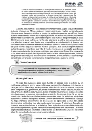 11
Aabelha Apis mellifera é o inseto social melhor conhecido. Supõe-se que esta espécie
tenha-se originado na África e seja um invasor recente das regiões temperadas pois,
diferentemente das outras abelhas e vespas de regiões temperadas, as colônias destas
abelhas sobrevivem ao inverno e a multiplicação ocorre por divisão da colônia num processo
denominado enxameamento. Estimulada em parte pela multidão de operárias (de 20.000 a
80.000 em uma única colônia), a rainha-mãe abandona a colônia com um punhado de
operárias (um enxame) para fundar uma nova colônia. A colônia anterior é deixada com
rainhas em desenvolvimento. Na eclosão, uma nova rainha faz vários vôos nupciais durante
os quais ocorre a copulação com os machos (zangões). Ela acumula espermatozóides
suficientes para o restante de sua vida. O macho morre após a copulação quando seus
órgãos reprodutivos são literalmente explodidos para o interior da fêmea. Uma nova rainha
pôde, eventualmente, partir com algumas das suas operárias com um pós-enxame, deixando
as operárias restantes para desenvolverem outra rainha. Eventualmente, a colônia antiga
consistirá de um terço do número original de operárias mais a sua nova rainha.
B Classe Crustacea
Morfologia Externa
O corpo dos crustáceos pode estar dividido em cabeça, tórax e abdome ou em
cefalotórax e abdome, sendo que o cefalotórax corresponde à fusão de dois tagmas: a
cabeça e o tórax. Na cabeça, estão presentes, além de dois pares de antenas, um par de
olhos compostos que, geralmente, situam-se na extremidade de dois pedúnculos; são por
isso, chamados de olhos pedunculados. Esses olhos são movimentados pelos pedúnculos,
permitindo assim, uma ampla exploração do ambiente. Ao redor da boca, há um par de
mandíbulas. Atrás das mandíbulas encontram-se dois pares de apêndices alimentares
acessórios: a primeira e a segunda maxilas. O tronco é muito menos uniforme que a cabeça.
Na região torácica encontramos os cinco pares de apêndices (pernas torácicas),
denominados periópodos, que são usados para locomoção. O abdome é formado por
diversos segmentos distintos e articulados. Seus apêndices (pernas abdominais) são
denominados pleópodos, ajudam na respiração e carregam os ovos das fêmeas. Os últimos
segmentos são estruturas achatadas; os dois laterais são denominados urópodos e o central,
telso. Em conjunto eles formam um remo para natação.
Os crustáceos são artrópodos com 5 pares (= 10) de patas. São
habitualmente aquáticos ( marinhos ou de água doce), embora existam
espécies terrestres, como o tatuzinho-de-jardim.
Existe um cuidado cooperativo na incubação e superposição de gerações. Todos
os insetos sociais exibem algum grau de polimorfismo (do grego: muitas formas)
sendo os diferentes tipos de indivíduos de uma colônia denominadas castas. As
principais castas são os machos, as fêmeas (ou rainhas) e as operárias. Os
machos funcionam na inseminação da rainha, a qual produz novos indivíduos
para a colônia. As operárias fornecem o suprimento e manutenção da colônia. A
determinação das castas é um fenômeno desenvolvimental regulado pela presença
ou ausência de certas substâncias fornecidas aos estágios imaturos por outros
membros da colônia.
Exemplos: siris, caranguejos, lagostas, camarões, etc.
 