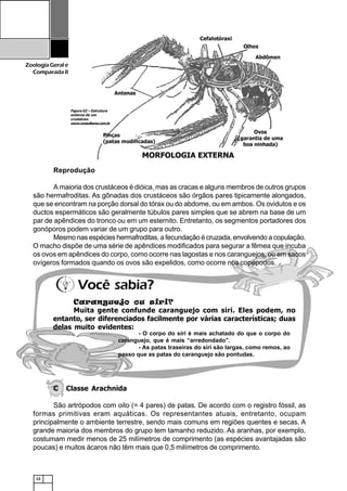 12
ZoologiaGerale
Comparada II
Caranguejo ou siri?
Muita gente confunde caranguejo com siri. Eles podem, no
entanto, ser diferenciados facilmente por várias características; duas
delas muito evidentes:
- O corpo do siri é mais achatado do que o corpo do
caranguejo, que é mais “arredondado”.
- As patas traseiras do siri são largas, como remos, ao
passo que as patas do caranguejo são pontudas.
Você sabia?
Reprodução
A maioria dos crustáceos é dióica, mas as cracas e alguns membros de outros grupos
são hermafroditas. As gônadas dos crustáceos são órgãos pares tipicamente alongados,
que se encontram na porção dorsal do tórax ou do abdome, ou em ambos. Os ovidutos e os
ductos espermáticos são geralmente túbulos pares simples que se abrem na base de um
par de apêndices do tronco ou em um esternito. Entretanto, os segmentos portadores dos
gonóporos podem variar de um grupo para outro.
Mesmo nas espécies hermafroditas, a fecundação é cruzada, envolvendo a copulação.
O macho dispõe de uma série de apêndices modificados para segurar a fêmea que incuba
os ovos em apêndices do corpo, como ocorre nas lagostas e nos caranguejos, ou em sacos
ovígeros formados quando os ovos são expelidos, como ocorre nos copépodos.
C Classe Arachnida
São artrópodos com oito (= 4 pares) de patas. De acordo com o registro fóssil, as
formas primitivas eram aquáticas. Os representantes atuais, entretanto, ocupam
principalmente o ambiente terrestre, sendo mais comuns em regiões quentes e secas. A
grande maioria dos membros do grupo tem tamanho reduzido. As aranhas, por exemplo,
costumam medir menos de 25 milímetros de comprimento (as espécies avantajadas são
poucas) e muitos ácaros não têm mais que 0,5 milímetros de comprimento.
Figura 02 – Estrutura
externa de um
crustáceo.
www.consulteme.com.br
 