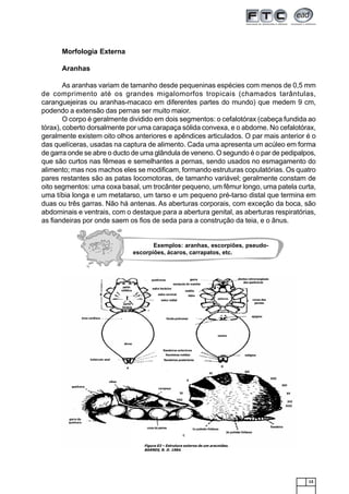13
Exemplos: aranhas, escorpiões, pseudo-
escorpiões, ácaros, carrapatos, etc.
Morfologia Externa
Aranhas
As aranhas variam de tamanho desde pequeninas espécies com menos de 0,5 mm
de comprimento até os grandes migalomorfos tropicais (chamados tarântulas,
caranguejeiras ou aranhas-macaco em diferentes partes do mundo) que medem 9 cm,
podendo a extensão das pernas ser muito maior.
O corpo é geralmente dividido em dois segmentos: o cefalotórax (cabeça fundida ao
tórax), coberto dorsalmente por uma carapaça sólida convexa, e o abdome. No cefalotórax,
geralmente existem oito olhos anteriores e apêndices articulados. O par mais anterior é o
das quelíceras, usadas na captura de alimento. Cada uma apresenta um acúleo em forma
de garra onde se abre o ducto de uma glândula de veneno. O segundo é o par de pedipalpos,
que são curtos nas fêmeas e semelhantes a pernas, sendo usados no esmagamento do
alimento; mas nos machos eles se modificam, formando estruturas copulatórias. Os quatro
pares restantes são as patas locomotoras, de tamanho variável; geralmente constam de
oito segmentos: uma coxa basal, um trocânter pequeno, um fêmur longo, uma patela curta,
uma tíbia longa e um metatarso, um tarso e um pequeno pré-tarso distal que termina em
duas ou três garras. Não há antenas. As aberturas corporais, com exceção da boca, são
abdominais e ventrais, com o destaque para a abertura genital, as aberturas respiratórias,
as fiandeiras por onde saem os fios de seda para a construção da teia, e o ânus.
Figura 03 – Estrutura externa de um aracnídeo.
BARNES, R. D. 1984.
 