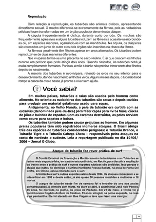 21
Reprodução
Com relação à reprodução, os tubarões são animais dióicos, apresentando
dimorfismo sexual. O macho diferencia-se extremamente da fêmea, pois as nadadeiras
pélvicas foram transformadas em um órgão copulador denominado clásper.
A cópula frequentemente é cíclica, durante curto período. Os machos são
frequentemente agressivos e alguns tubarões induzem as fêmeas a acasalar-se mordendo-
as ou, em espécies menores, agarrando-as com as mandíbulas. Na cópula, os clásperes
são colocados um junto do outro e os dois órgãos são inseridos na cloaca da fêmea.
As fêmeas geralmente têm filhotes apenas em anos alternados. Os tubarões podem
reproduzir-se de duas maneiras diferentes:
Nos vivíparos forma-se uma placenta no saco vitelino. É aí que crescem os filhotes
durante um período que pode atingir dois anos. Quando nascidos, os tubarões bebê já
estão completamente formados. Por isso, a mãe tubarão não precisa tomar conta dos filhotes
depois do nascimento.
A maioria dos tubarões é ovovivípara, retendo os ovos no seu interior para o
desenvolvimento, dando nascimento a filhotes vivos.Alguns meses depois, o tubarão bebê
rompe a casca do ovo e nasce já pronto a viver sem ajuda.
Em muitos países, tubarões e raias são usados pelo homem como
alimento. No oriente as nadadeiras dos tubarões são secas e depois cozidas
para produzir um material gelatinoso usado para sopas.
Antigamente, no Velho Mundo, a pele de tubarão era curtida com as
escamas (denominada pele-de-lixa) para fazer capas para livros finos, caixas
de jóias e bainhas de espadas. Com as escamas destruídas, as peles serviam
como couro para sapatos e bolsas.
Os tubarões também podem causar prejuízos ao homem. Em algumas
praias populares têm sido registrados inúmeros ataques. O Brasil abriga
três das espécies de tubarões consideradas perigosas: o Tubarão Branco, o
Tubarão Tigre e o Tubarão Cabeça Chata – responsáveis pelos ataques na
costa do nordeste e sudeste. Leia a reportagem publicada no dia 19/06/
2006 – Jornal O Globo.
Você sabia?
Ataque de tubarão faz rever prática de surf
O Comitê Estadual de Prevenção e Monitoramento de Incidentes com Tubarões se
reúne nesta segunda-feira, em caráter extraordinário, em Recife, para discutir a ampliação
do trecho onde a prática de surf e outros esportes náuticos são proibidos. Isso porque o
ataque que matou no domingo o surfista Humberto Pessoa Batista, na praia de Punta Del
Chifre, em Olinda, estava liberado para o surf.
A limitação a surf e outros esportes existe desde 1994. Os ataques começaram a se
intensificar em 1992 e desde então, já são quase 50 pessoas mordidas e mutiladas e 18
mortos.
O ataque de tubarão neste fim de semana foi o terceiro do ano nas praias
pernambucanas, o primeiro com morte. No dia 9 de abril, o catarinense José Ivair Pereira,
35 anos, foi mordido no joelho, na praia de Piedade. Em 21 de maio, a vítima foi o
caminhoneiro Rogério Antônio de Cardoso, 33 anos, atingido na perna esquerda, na coxa
e na panturrilha. Ele foi atacado em Boa Viagem e teve que fazer uma cirurgia.
 
