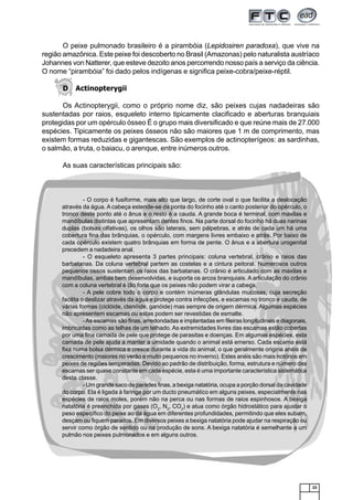 23
- O corpo é fusiforme, mais alto que largo, de corte oval o que facilita a deslocação
através da água. A cabeça estende-se da ponta do focinho até o canto posterior do opérculo, o
tronco deste ponto até o ânus e o resto é a cauda. A grande boca é terminal, com maxilas e
mandíbulas distintas que apresentam dentes finos. Na parte dorsal do focinho há duas narinas
duplas (bolsas olfativas), os olhos são laterais, sem pálpebras, e atrás de cada um há uma
cobertura fina das brânquias, o opérculo, com margens livres embaixo e atrás. Por baixo de
cada opérculo existem quatro brânquias em forma de pente. O ânus e a abertura urogenital
precedem a nadadeira anal.
- O esqueleto apresenta 3 partes principais: coluna vertebral, crânio e raios das
barbatanas. Da coluna vertebral partem as costelas e a cintura peitoral. Numerosos outros
pequenos ossos sustentam os raios das barbatanas. O crânio é articulado com as maxilas e
mandíbulas, ambas bem desenvolvidas, e suporta os arcos branquiais. A articulação do crânio
com a coluna vertebral é tão forte que os peixes não podem virar a cabeça.
- A pele cobre todo o corpo e contém inúmeras glândulas mucosas, cuja secreção
facilita o deslizar através da água e protege contra infecções, e escamas no tronco e cauda, de
várias formas (ciclóide, ctenóide, ganóide) mas sempre de origem dérmica. Algumas espécies
não apresentem escamas ou estas podem ser revestidas de esmalte.
-As escamas são finas, arredondadas e implantadas em fileiras longitudinais e diagonais,
imbricadas como as telhas de um telhado. As extremidades livres das escamas estão cobertas
por uma fina camada de pele que protege de parasitas e doenças. Em algumas espécies, esta
camada de pele ajuda a manter a umidade quando o animal está emerso. Cada escama está
fixa numa bolsa dérmica e cresce durante a vida do animal, o que geralmente origina anéis de
crescimento (maiores no verão e muito pequenos no inverno). Estes anéis são mais notórios em
peixes de regiões temperadas. Devido ao padrão de distribuição, forma, estrutura e número das
escamas ser quase constante em cada espécie, esta é uma importante característica sistemática
desta classe.
- Um grande saco de paredes finas, a bexiga natatória, ocupa a porção dorsal da cavidade
do corpo. Ela é ligada à faringe por um ducto pneumático em alguns peixes, especialmente nas
espécies de raios moles, porém não na perca ou nas formas de raios espinhosos. A bexiga
natatória é preenchida por gases (O2
, N2
, CO2
) e atua como órgão hidrostático para ajustar o
peso específico do peixe ao da água em diferentes profundidades, permitindo que eles subam,
desçam ou fiquem parados. Em diversos peixes a bexiga natatória pode ajudar na respiração ou
servir como órgão de sentido ou na produção de sons. A bexiga natatória é semelhante a um
pulmão nos peixes pulmonados e em alguns outros.
O peixe pulmonado brasileiro é a pirambóia (Lepidosiren paradoxa), que vive na
região amazônica. Este peixe foi descoberto no Brasil (Amazonas) pelo naturalista austríaco
Johannes von Natterer, que esteve dezoito anos percorrendo nosso país a serviço da ciência.
O nome “pirambóia” foi dado pelos indígenas e significa peixe-cobra/peixe-réptil.
D Actinopterygii
Os Actinopterygii, como o próprio nome diz, são peixes cujas nadadeiras são
sustentadas por raios, esqueleto interno tipicamente clacificado e aberturas branquiais
protegidas por um opérculo ósseo É o grupo mais diversificado e que reúne mais de 27.000
espécies. Tipicamente os peixes ósseos não são maiores que 1 m de comprimento, mas
existem formas reduzidas e gigantescas. São exemplos de actinopterígeos: as sardinhas,
o salmão, a truta, o baiacu, o arenque, entre inúmeros outros.
As suas características principais são:
 