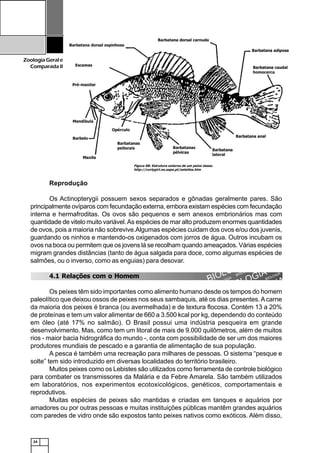24
ZoologiaGerale
Comparada II
Reprodução
Os Actinopterygii possuem sexos separados e gônadas geralmente pares. São
principalmente ovíparos com fecundação externa, embora existam espécies com fecundação
interna e hermafroditas. Os ovos são pequenos e sem anexos embrionários mas com
quantidade de vitelo muito variável.As espécies de mar alto produzem enormes quantidades
de ovos, pois a maioria não sobrevive.Algumas espécies cuidam dos ovos e/ou dos juvenis,
guardando os ninhos e mantendo-os oxigenados com jorros de água. Outros incubam os
ovos na boca ou permitem que os jovens lá se recolham quando ameaçados. Várias espécies
migram grandes distâncias (tanto de água salgada para doce, como algumas espécies de
salmões, ou o inverso, como as enguias) para desovar.
4.1 Relações com o Homem
Os peixes têm sido importantes como alimento humano desde os tempos do homem
paleolítico que deixou ossos de peixes nos seus sambaquis, até os dias presentes.Acarne
da maioria dos peixes é branca (ou avermelhada) e de textura flocosa. Contém 13 a 20%
de proteínas e tem um valor alimentar de 660 a 3.500 kcal por kg, dependendo do conteúdo
em óleo (até 17% no salmão). O Brasil possui uma indústria pesqueira em grande
desenvolvimento. Mas, como tem um litoral de mais de 9.000 quilômetros, além de muitos
rios - maior bacia hidrográfica do mundo -, conta com possibilidade de ser um dos maiores
produtores mundiais de pescado e a garantia de alimentação de sua população.
A pesca é também uma recreação para milhares de pessoas. O sistema “pesque e
solte” tem sido introduzido em diversas localidades do território brasileiro.
Muitos peixes como os Lebistes são utilizados como ferramenta de controle biológico
para combater os transmissores da Malária e da Febre Amarela. São também utilizados
em laboratórios, nos experimentos ecotoxicológicos, genéticos, comportamentais e
reprodutivos.
Muitas espécies de peixes são mantidas e criadas em tanques e aquários por
amadores ou por outras pessoas e muitas instituições públicas mantêm grandes aquários
com paredes de vidro onde são expostos tanto peixes nativos como exóticos. Além disso,
Figura 08: Estrutura externa de um peixe ósseo.
http://curlygirl.no.sapo.pt/osteites.htm
 