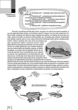 30
ZoologiaGerale
Comparada II
Figura 10: Metamorfose dos anuros
http://miscelaneos.webcindario.com
Figura 09: Abraço Nupcial.
Quando uma fêmea atraída pelo canto, encontra um macho da mesma espécie, é
por ele agarrada pelas costas, num abraço nupcial. A seguir, os ovos são postos em um
local úmido, podendo ser dentro d´água, debaixo de pedras, no interior de uma toca no
chão, sobre uma folha, na axila de uma bromélia, etc. À medida que a fêmea, estimulada
pelo abraço nupcial, põe os ovos, estes vão sendo fertilizados pelo sêmen expelido pelo
macho. Tanto o aspecto dos ovos como os arranjos que
eles apresentam após a postura variam muito,
dependendo da espécie considerada. Os ovos podem
formar um cordão gelatinoso, que contem centenas
de ovos; podem aderir-se a plantas, pedras, ou folhas
enroladas, ou podem ficar protegidos dentro de um
ninho de espuma. Com a eclosão dos ovos, nascem
os girinos, que representam a primeira fase da vida
dos anuros, conhecida como fase larval. Esta fase vai
desde uma semana até mais de dois anos. Os girinos vivem
na água e se assemelham aos peixes, geralmente de cor escura.
São providos de cauda, não têm patas e respiram por meio de brânquias. Para que atinjam
a forma adulta eles passam por uma transformação total do organismo conhecida como
metamorfose. Durante essa transformação os animais adquirem patas, perdem a cauda,
deixam gradualmente o ambiente aquático e passam a respirar através dos pulmões e da
pele, o esqueleto é muito modificado e desenvolvem-se dentes na maxila superior.
a) “Courtship call” – produzido pelo macho para atrair
as fêmeas;
b) “Territorial call” – produzido por machos residentes é
um som de aviso e marcação de território;
c) “Reciprocation call” – produzido pelas fêmeas
receptivas em resposta ao chamado dos machos;
d) “Encounter call” – indica o reconhecimento específico
de indivíduos;
e) “Distress call” – exibido em situações de stress.
 