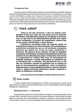 31
· Proteção da Prole
Diversos grupos de anfíbios desenvolveram meios de proteger seus filhotes.Algumas
espécies podem guardar temporariamente os filhotes na boca, no estômago, ou em pregas
da pele semelhantes às bolsas dos marsupiais. No sapo-aru (também conhecido como
pipa), os ovos, depois de fecundados, são conduzidos pelo macho ao dorso da fêmea,
onde ficam protegidos dentro da pele até o nascimento dos filhotes.Anossa rã mais comum,
a rã-pimenta, monta guarda permanente desde a postura dos ovos até a metamorfose dos
girinos, tornando-se muito agressiva com os eventuais predadores.
B Ordem Urodela
A ordem Urodela está representada por anfíbios que apresentam cauda: são as
salamandras e os tritões.Aordem Urodela só tem um único representante na fauna brasileira,
Bolitoglossa altamazonica.
Morfologia Externa – a salamandra
As salamandras costumam ser confundidas com lagartos, sua silhueta tende a evocar
um réptil. Mas, sua pele é muito mais fina e não possui escamas. São providos de quatro
patas e uma cauda, com muitas vértebras. Possuem a cabeça e o pescoço diferenciados,
o tronco largo e cilíndrico, por vezes achatado dorsoventralmente.Acintura pélvica é curta e
Todas as rãs são carnívoras, e tem um apetite voraz.
Qualquer animal que caiba nas suas bocas serve de alimento.
No entanto, esta dieta passa apenas por artrópodes e minhocas,
uma vez que não há rãs suficientemente grandes para ingerir
outros vertebrados. Os girinos são vegetarianos, embora haja
os que comem invertebrados e outros girinos.
Substâncias secretadas pelas rãs poderão ajudar no
tratamento de herpes e de outras infecções. Dois pesquisadores
australianos descobriram que as rãs produzem compostos
químicos que podem ser a base de novos antibióticos e
antivirais. Até agora já foram isolados 35 tipos de peptídios
(compostos aminoácidos) secretados pelas glândulas de diversas
espécies de rãs (glândulas das peles). O bioquímico John Bowie
e o especialista em anfíbios Mike Tyler da Universidade de
Adelaide começaram o estudo interessados na resistência que
os batráquios têm a infecções. Eles descobriram que as rãs
têm um verdadeiro coquetel de peptídeos que as protege da
ação de microorganismos patogênicos, como as bactérias.
Segundo Bowie, um dos peptídeos isolados se mostrou eficiente
contra o agente infeccioso Estafilococo dorado, resistente a
todos os antibióticos conhecidos.
(www.consulteme.com.br/biologia/chordados/anfibios/anura.htm)
Você sabia?
 