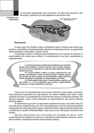 32
ZoologiaGerale
Comparada II
Figura 11: Salamandra salamandra
http://www.xtec.es
os músculos segmentados são conspícuos. Os olhos são pequenos, mas
funcionais, podendo ter ou não pálpebras e não emitem sons.
Reprodução
A maior parte dos Urodelos utiliza a fertilização interna, embora duas faílias mais
primitivas, Hynobiidae e Cryptobranchidae, retenham a fertilização externa, na superfamília
Salamandroidae a fertilização é sempre interna
A fertilização interna é realizada pela transferência de um pacote de esperma (o
espermatóforo) do macho para a fêmea. O comportamento mais típico compreende as
seguintes fases:
Trata-se de um comportamento que envolve estímulos visuais, táteis e químicos,
frequentemente específicos de cada espécie. No mesmo charco pode haver muitas
espécies a procriar e a variabilidade de comportamento ajuda no isolamento genético. Em
algumas espécies, vários machos depositam os espermatóforos, dos quais as fêmeas
escolhem alguns.
As salamandras que criam na água põem geralmente os seus ovos neste meio. Os
ovos são postos isoladamente ou em uma massa gelatinosa. Formam-se larvas aquáticas
branquiadas que mais tarde darão origem a adultos terrestres.Algumas famílias dispensam
o estado larvar aquático (Plethodontidae), neste caso os ovos são postos em locais muito
úmidos.
Algumas salamandras são ovovivíparas em situações de secura. Outro
comportamento de resistência à secura é a retenção do espermatóforo viável por 2 anos,
até se obterem condições favoráveis à fecundação e postura.
1) o macho pressiona a região cloacal da fêmea com o focinho.
Se esta está receptiva, monta-a e aperta-a com as patas traseiras.
Glândulas hedônicas especiais no corpo do macho estimulam a fêmea
durante esta fase;
2) o macho liberta a fêmea e avança indicando-lhe uma
direção, normalmente o fundo da massa de água. A fêmea segue-o
até ao fundo do charco, altura em que pressiona a região cloacal do
macho induzindo-o a depositar um espermatóforo no fundo;
3) a fêmea passa então sobre o espermatóforo, apanha-o na
sua cloaca, e o invólucro gelatinoso que reveste o espermatóforo
dissolve-se na cloaca libertando o esperma.
 