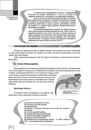 34
ZoologiaGerale
Comparada II
Figura 12: Tuatara (Sphenodon
punctatum) http://
miscelaneos.webcindario.com
Classificação dos Répteis
Embora em épocas remotas os répteis tivessem sido bastante comuns, atualmente
a maior parte deles foi extinta, por razões que ainda não foram esclarecidas e que são
objetos de muito debate.
Estes representam apenas 4 das 16 ordens conhecidas que floresceram durante o
Mesozóico:
A Ordem Rhincocephalia
Representada por animais cuja cabeça é prolongada em forma de bico. Há atualmente
uma única espécie vivente que é o Sphenodon punctatus conhecido popularmente como
“tuatara”, comprimento até 76 cm; vive na terra e na água e cava;
come insetos, moluscos e pequenos vertebrados; as fêmeas
põem cerca de 10 ovos, com casca branca e dura que são
depositados em buracos na terra, necessitam de 13 meses
para eclodir. São encontrados em uma das ilhas da Nova
Zelândia.
Morfologia Externa
À primeira vista é semelhante a um lagarto, mas
apresenta muitos caracteres primitivos incluindo
(1) dois arcos temporais no crânio,
(2) uma boca com teto grande,
(3) quadrado fixo,
(4) dentes firmemente afixados aos bordos do maxilar e
mandíbula,
(5) um olho parietal mediano,
(6) costelas abdominais persistentes,
(7) ausência de órgãos copuladores,
(8) abertura anal transversal e
(9) preferência por temperaturas baixas – 4 a 28°C, média de
18°C – em experimentos de laboratório.
1) a pele era rija, sem glândulas mucosas, e recoberta por
escamas de origem epidérmica, o que os protegia do
desgaste contínuo do movimento e da evaporação excessiva;
2) ovos com casca resistente à perda de água e contendo
uma câmara cheia de líquido, a cavidade amniótica que protege
o embrião em desenvolvimento contra a dessecação e lesões
mecânicas; além disso, a casca é porosa, permitindo a entrada
de oxigênio e a saída de gás carbônico, fundamentais para a
respiração do embrião;
3) controle da temperatura corpórea. Os répteis aquecem
seus corpos através de fontes externas de calor, como o sol ou a
superfície quente de uma rocha. Por isso, é comum vermos os
répteis expostos ao sol durante o dia. Quando muito aquecidos,
eles, geralmente, procuram locais sombreados. Por meio desse
comportamento, conseguem manter praticamente constante a
temperatura de seus corpos, em torno de 37°C.
 