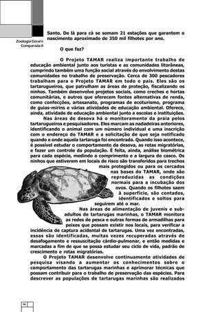 36
ZoologiaGerale
Comparada II
Santo. De lá para cá se somam 21 estações que garantem o
nascimento aproximado de 350 mil filhotes por ano.
O que faz?
O Projeto TAMAR realiza importante trabalho de
educação ambiental junto aos turistas e as comunidades litorâneas,
cumprindo também uma função social através do envolvimento destas
comunidades no trabalho de preservação. Cerca de 300 pescadores
trabalham para o Projeto TAMAR em todo o país. Eles são os
tartarugueiros, que patrulham as áreas de proteção, fiscalizando os
ninhos. Também desenvolve projetos sociais, como creches e hortas
comunitárias, e outros que oferecem fontes alternativas de renda,
como confecções, artesanato, programas de ecoturismo, programa
de guias-mirins e várias atividades de educação ambiental. Oferece,
ainda, atividade de educação ambiental junto a escolas e instituições.
Nas áreas de desova há o monitoramento da praia pelos
tartarugueiros e pesquisadores. Eles marcam as nadadeiras anteriores,
identificando o animal com um número individual e uma inscrição
com o endereço do TAMAR e a solicitação de que seja notificado
quando e onde aquela tartaruga foi encontrada. Quando isso acontece,
é possível estudar o comportamento da desova, as rotas migratórias,
e fazer um controle da população. É feita, ainda, análise biométrica
para cada espécie, medindo o comprimento e a largura do casco. Os
ninhos que estiverem em locais de risco são transferidos para trechos
mais protegidos ou para os cercados
nas bases do TAMAR, onde são
reproduzidas as condições
normais para a incubação dos
ovos. Quando os filhotes saem
à superfície, são contados,
identificados e soltos para
seguirem até o mar.
Nas áreas de alimentação de juvenis e sub-
adultos de tartarugas marinhas, o TAMAR monitora
as redes de pesca e outras formas de armadilhas para
peixes que possam existir nos locais, para verificar a
incidência de captura acidental de tartarugas. Uma vez encontradas,
essas são identificadas, muitas vezes recuperadas através de
desafogamento e ressuscitação cárdio-pulmonar, e então medidas e
marcadas a fim de que se possa estudar seu ciclo de vida, padrão de
crescimento e rotas migratórias.
O Projeto TAMAR desenvolve continuamente atividades de
pesquisa visando a aumentar os conhecimentos sobre o
comportamento das tartarugas marinhas e aprimorar técnicas que
possam contribuir para o trabalho de preservação das espécies. Para
descrever as populações de tartarugas marinhas são realizados
 